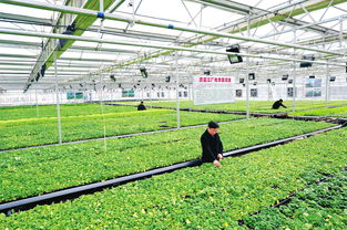 合肥有机蔬菜配送新选择 迅鲜蔬菜配送与优质蔬菜种植的一体化服务