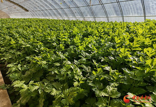 泾川 打造“放心菜”品牌，推动蔬菜种植大产业提质增效