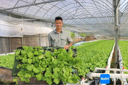 三亚推广耐湿热蔬菜新品种与新技术，全力保障本地蔬菜稳定供给