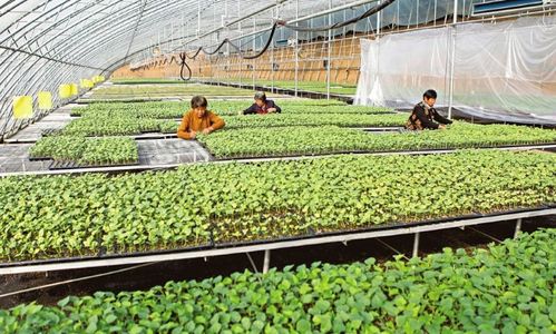 蔬菜育苗基地 特色种植的引擎与乡村振兴的新路径