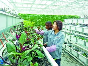 临河区 有机蔬菜工厂助力现代农业新篇章