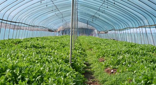 贵溪这个村 蔬菜产业“蔬”写乡村振兴新篇章，年销售额突破800万元