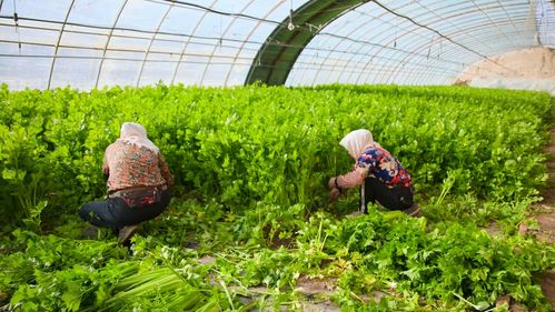 高台设施农业 科技赋能特色种植，铺就乡村振兴致富路