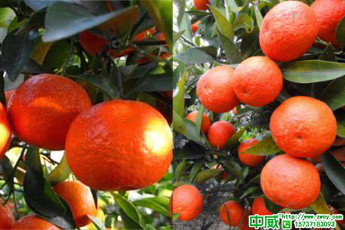 柑橘全年打药时间表,柑橘高产方案对照养护