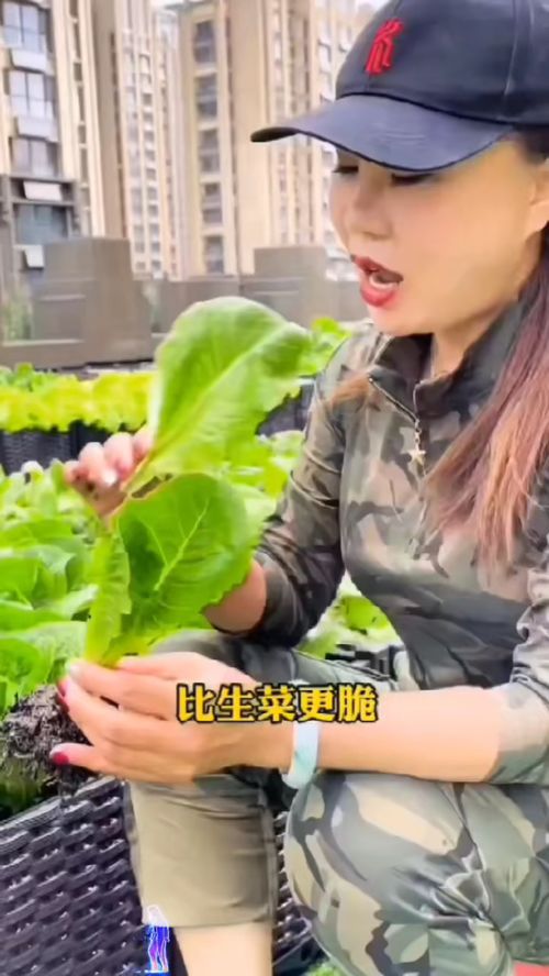 脆嫩香甜的孔雀菜 我的乡村田园生活与优质农产品种植