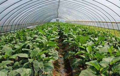 有机蔬菜种植技术全解析 从土壤到餐桌的健康实践