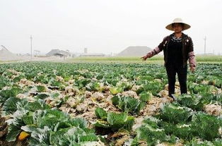 定鼎农业蔬菜种植 技术赋能，行情导航，开启农民致富新篇章