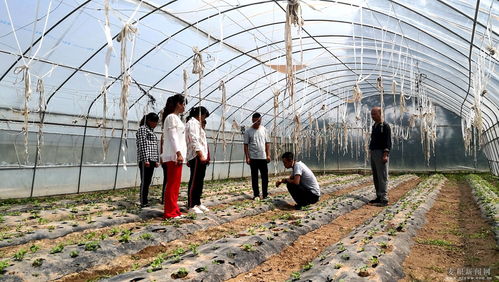 麦积区 科技特派员深入田间地头，为蔬菜种植注入新动能