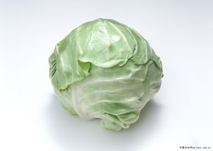 紫甘蓝——寿光市尚玉松蔬菜种植基地的绿色明珠