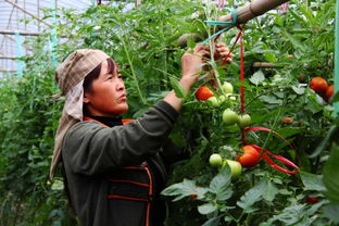 打造特色蔬菜种植基地，助力乡村振兴新引擎