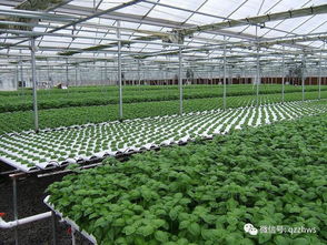 大棚蔬菜育苗技术及高产种植模式