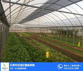 天津绿意盎然，萱庭果蔬引领有机蔬菜种植新风尚